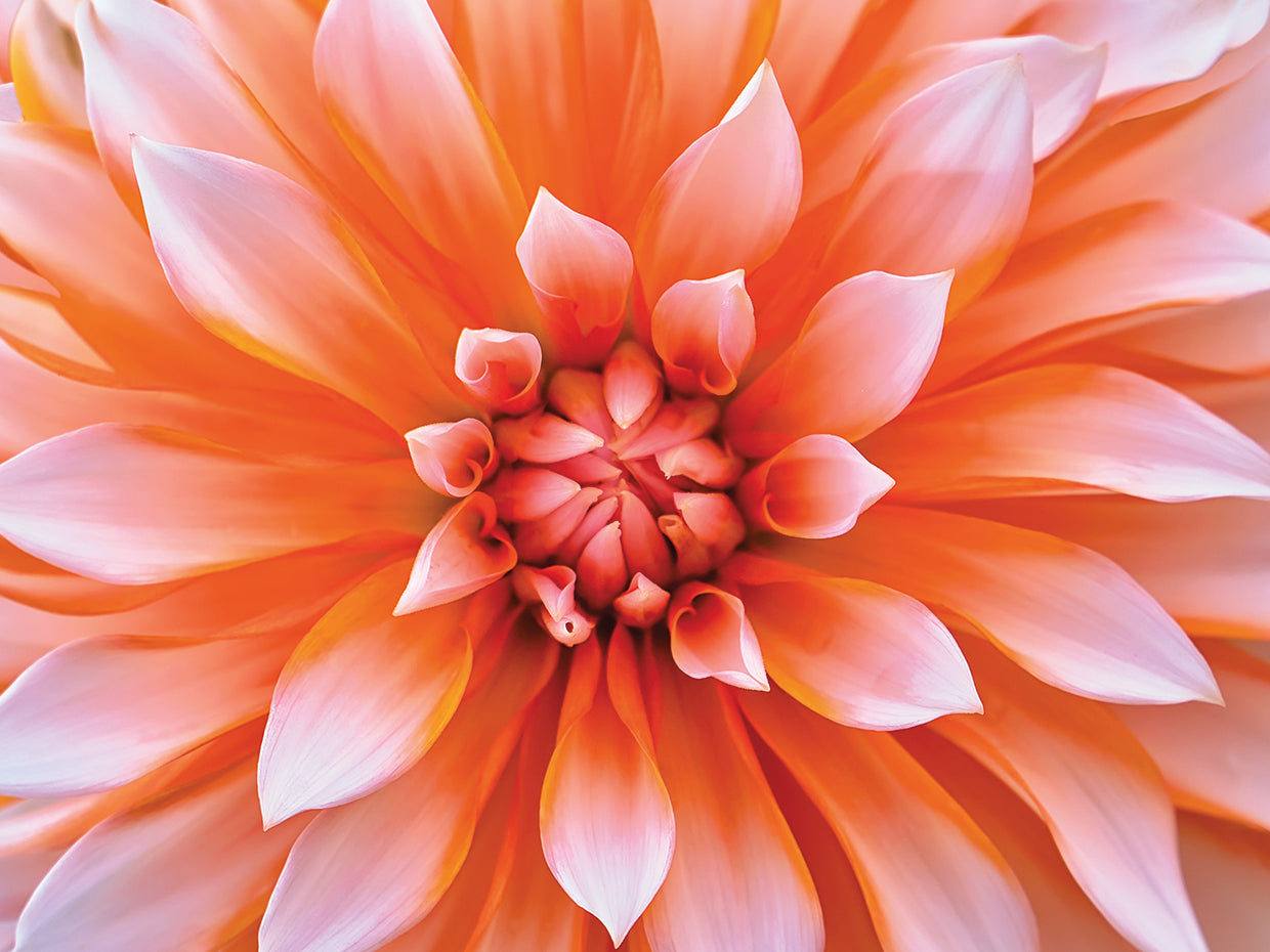 White Orange Dahlia Flower