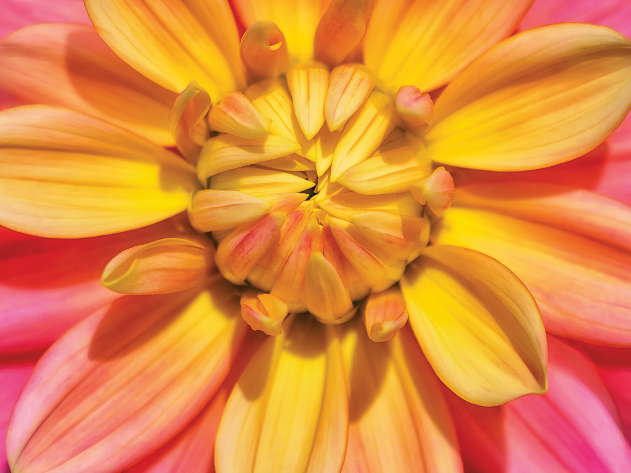 Yellow And Pink Dahlia Flower