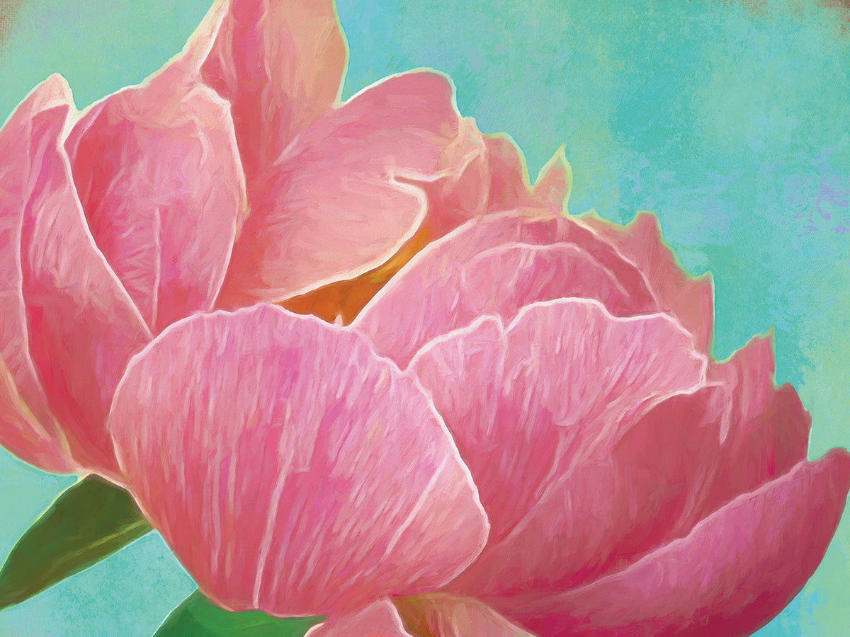 Pink Peony