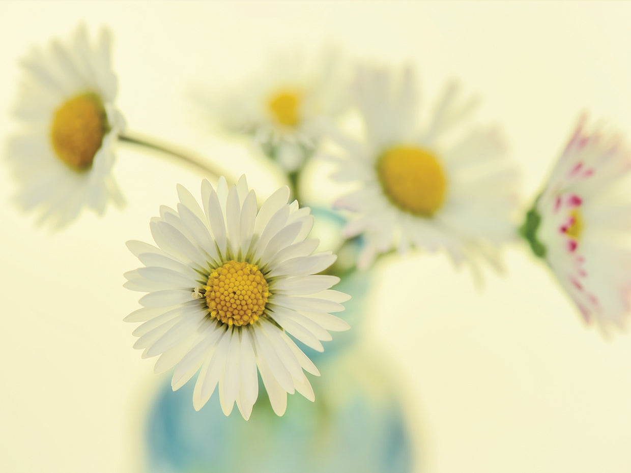Nostalgic Daisies Still Life