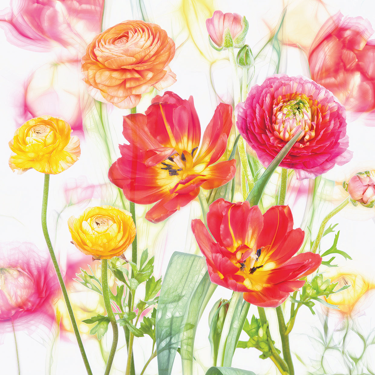 Spring Flowers
