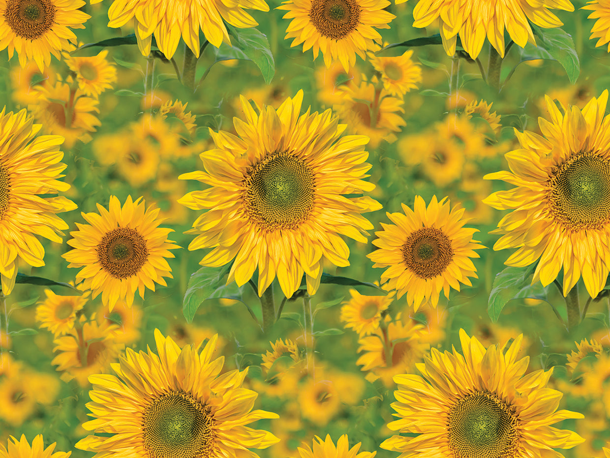 Sunflower Field