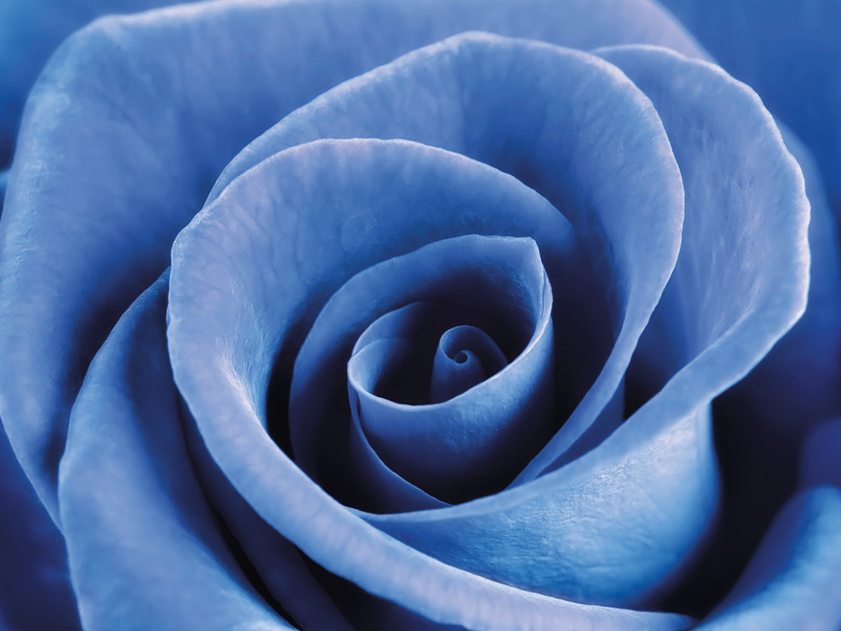 Denim Blue Rose