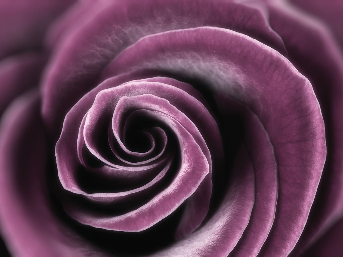 Royal Purple Rose