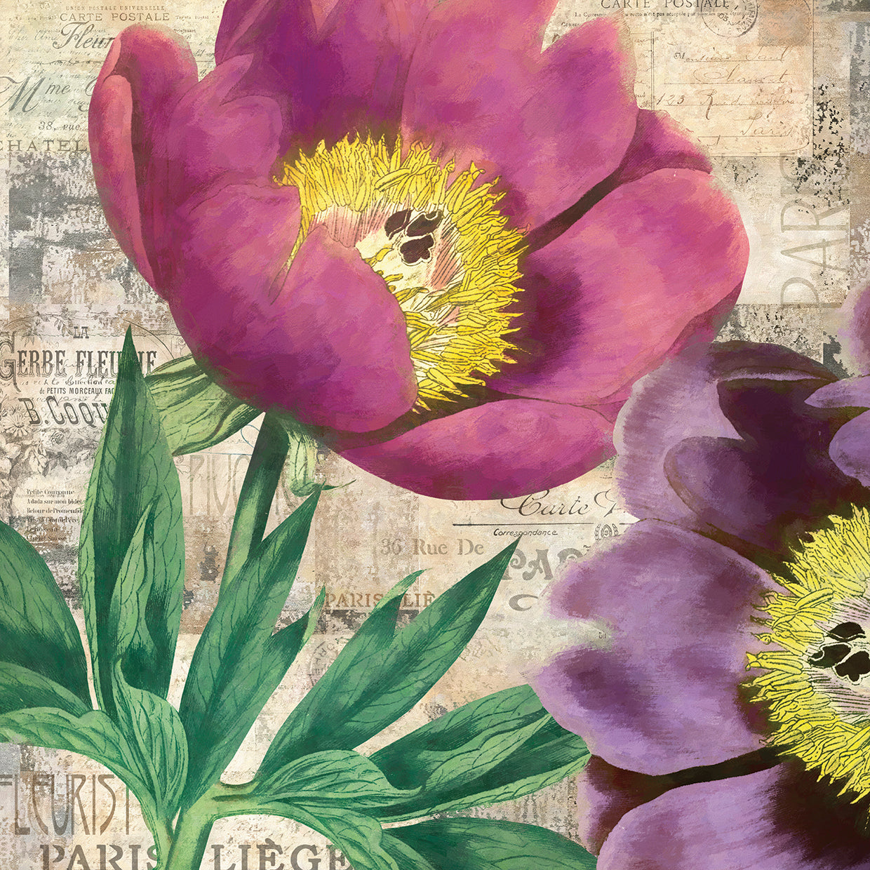 Purple Peonies