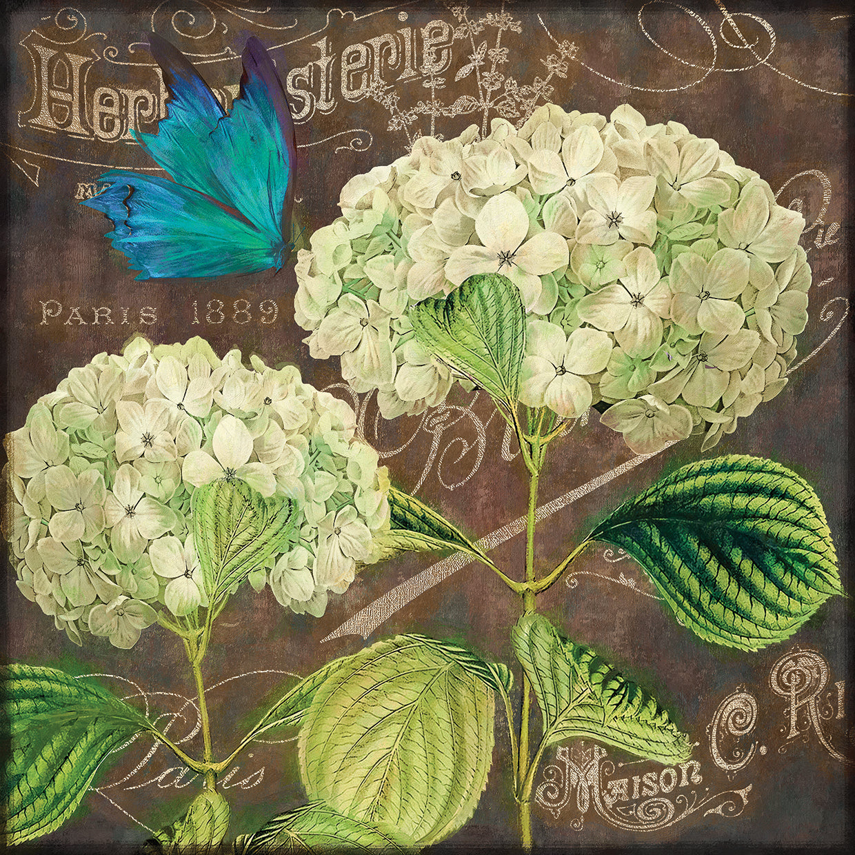 White Hydrangea