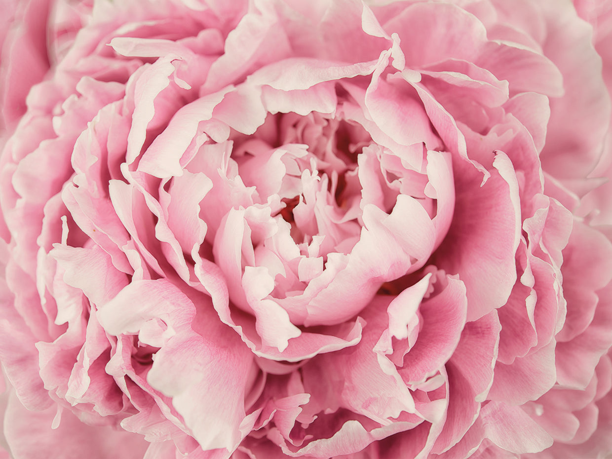 Peony Flower Centre