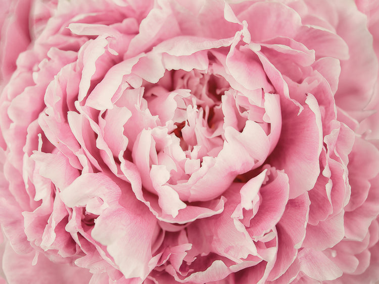 Arte de la lona del centro de la flor de la peonía