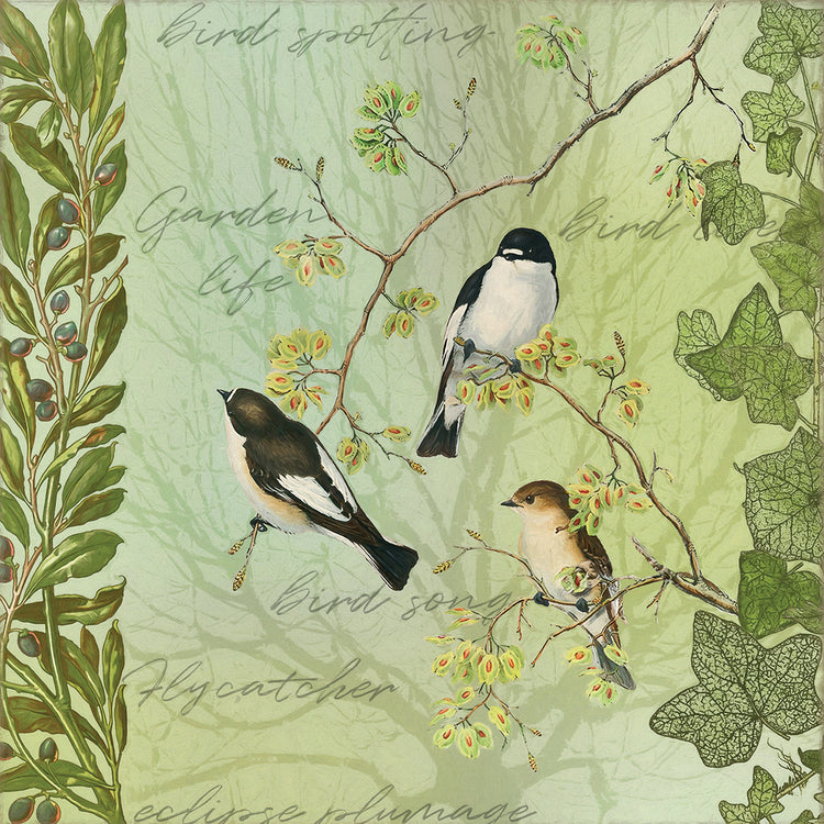 Tree birds II Flycatchers