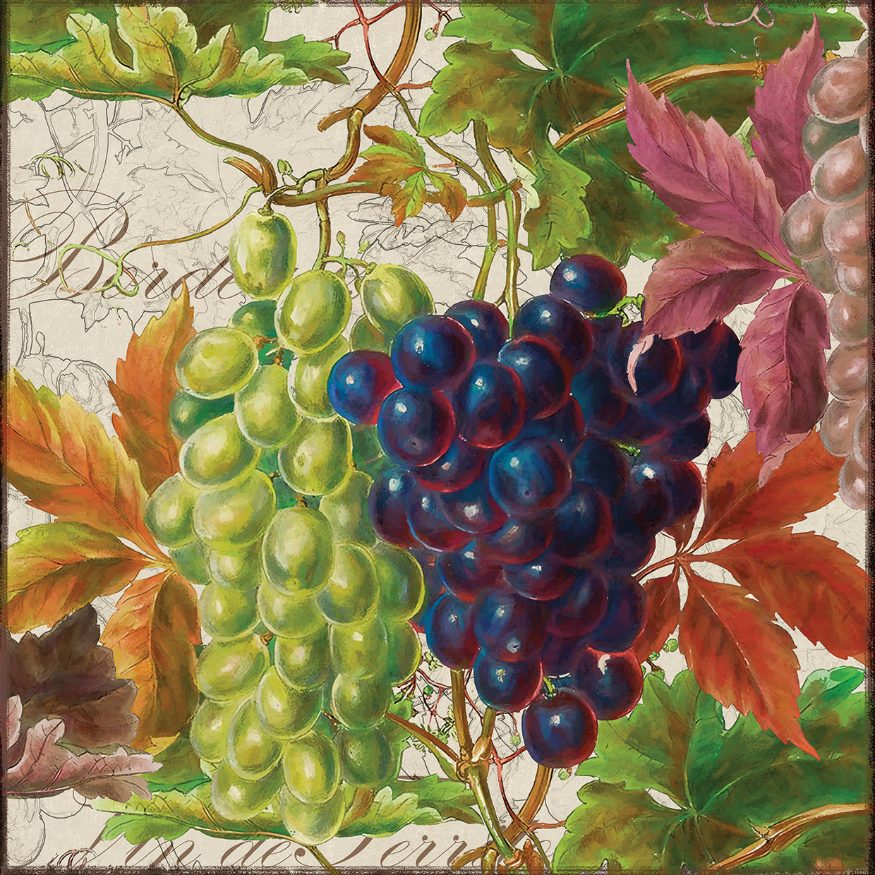 Arte de la lona de las uvas de las frutas III del vintage