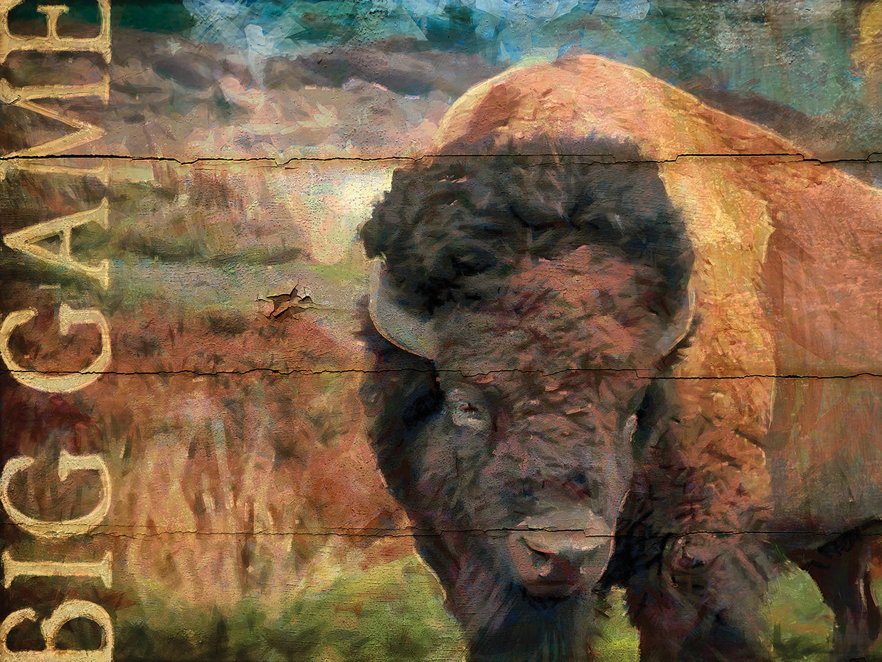 Big Game Bison