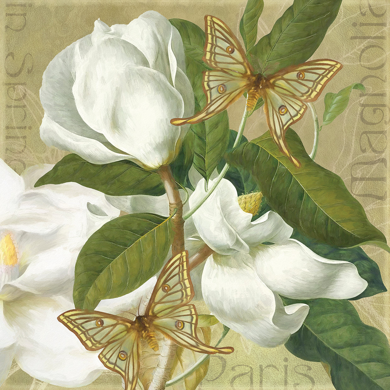Paris Magnolia's in Spring II