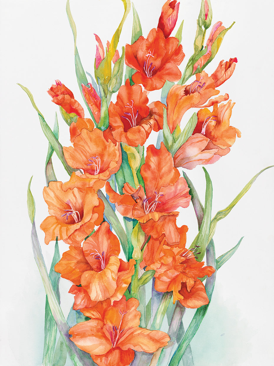 Hot Orange Gladiolus