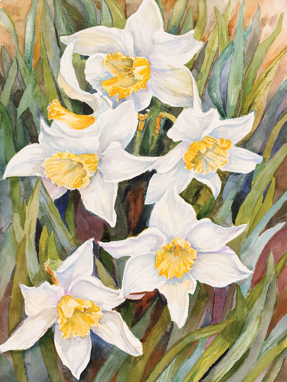 Daffodil Heads