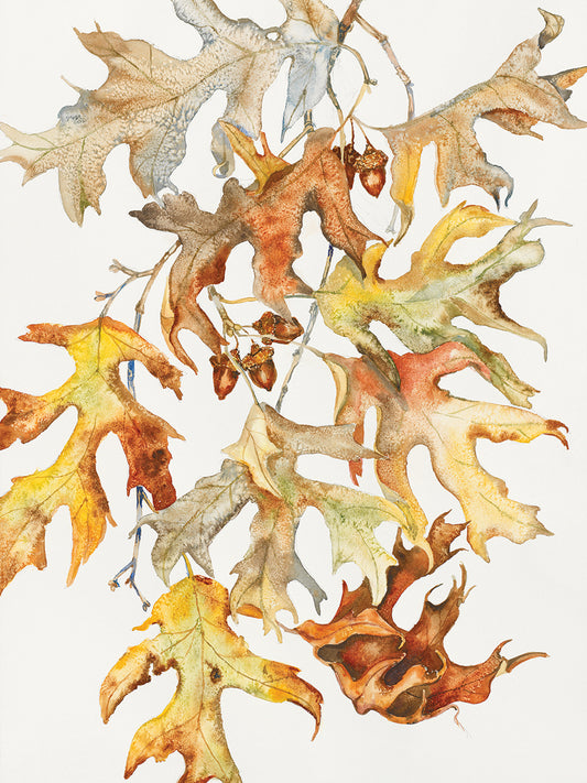 Rust Colored Oak Leaves