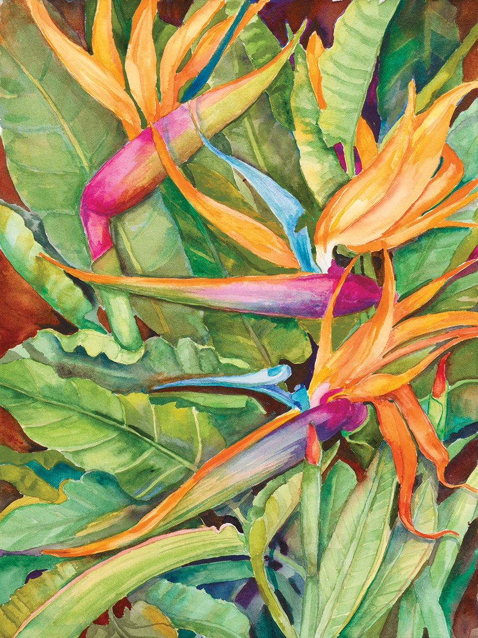 Birds Of Paradise