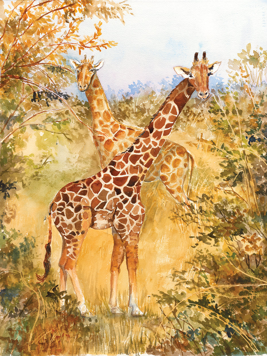 Giraffes