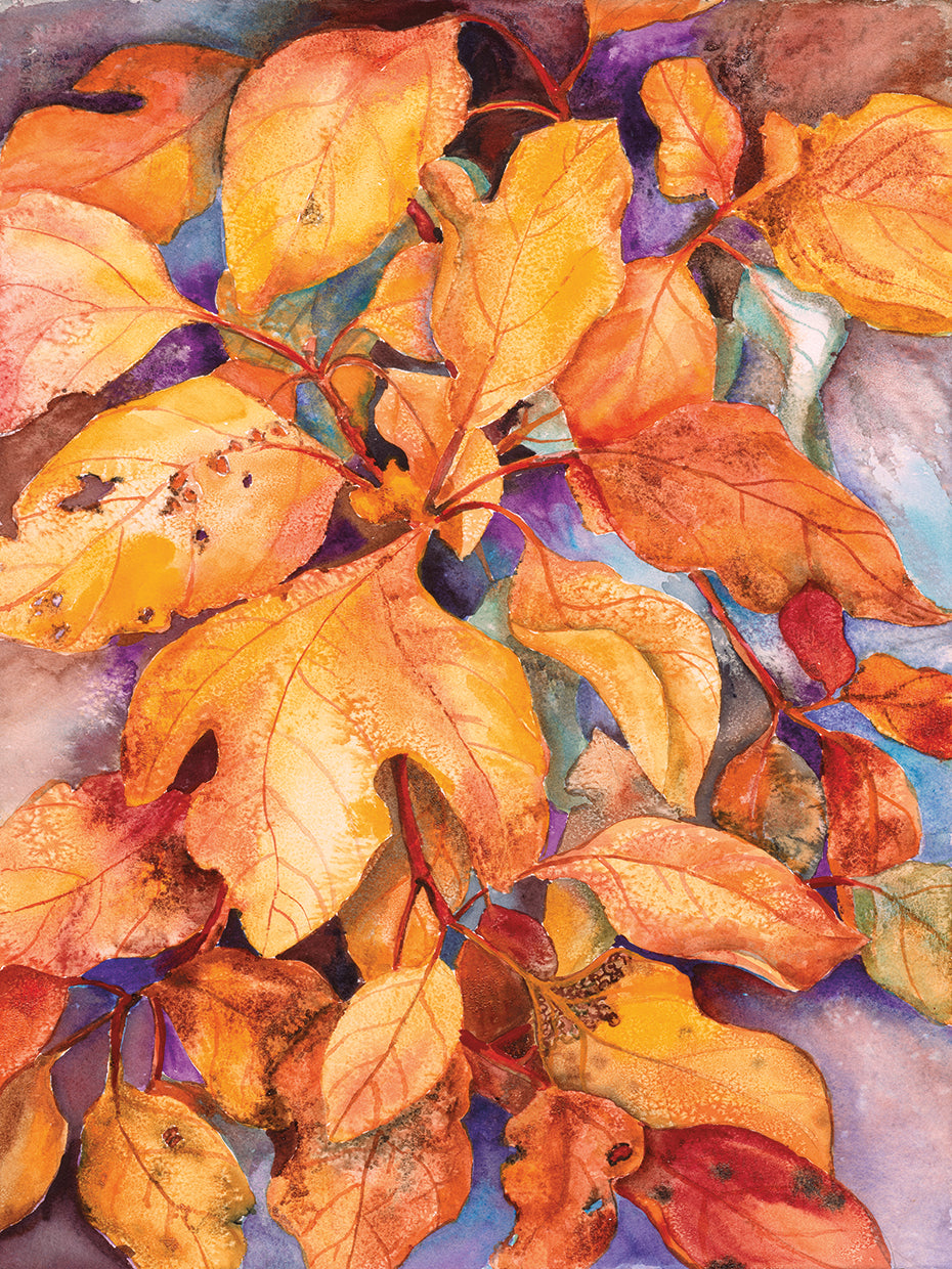 Sassafras Leaves