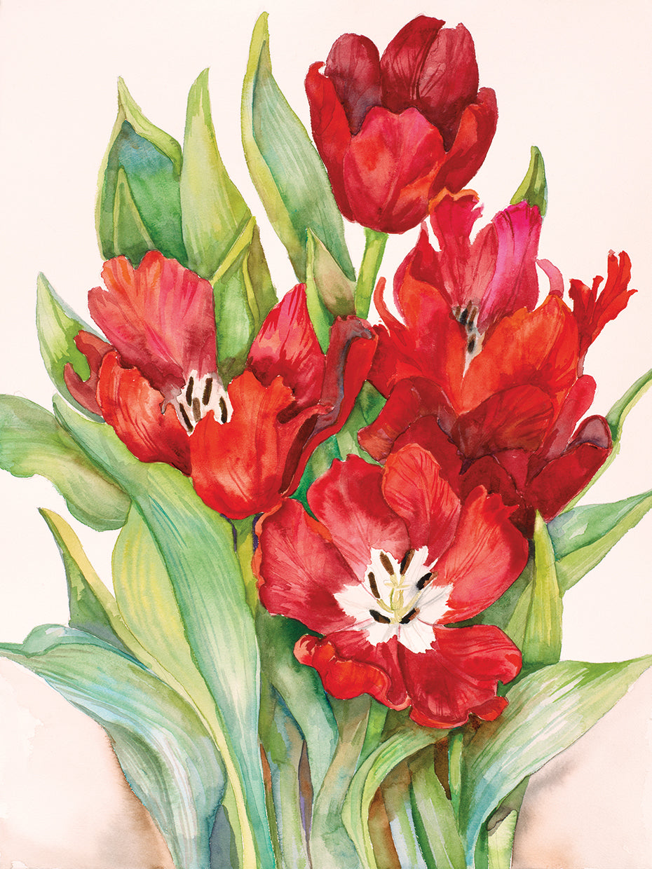 Tulips Opening Up