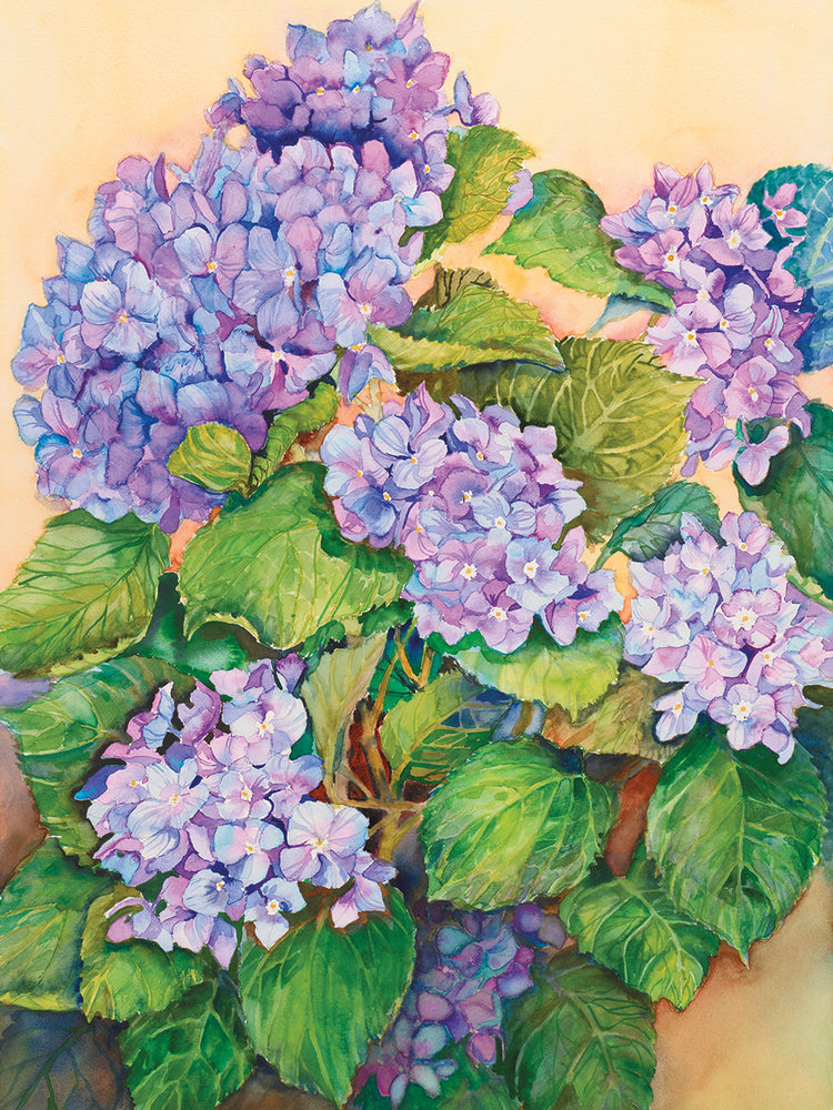 Easter Hydrangea