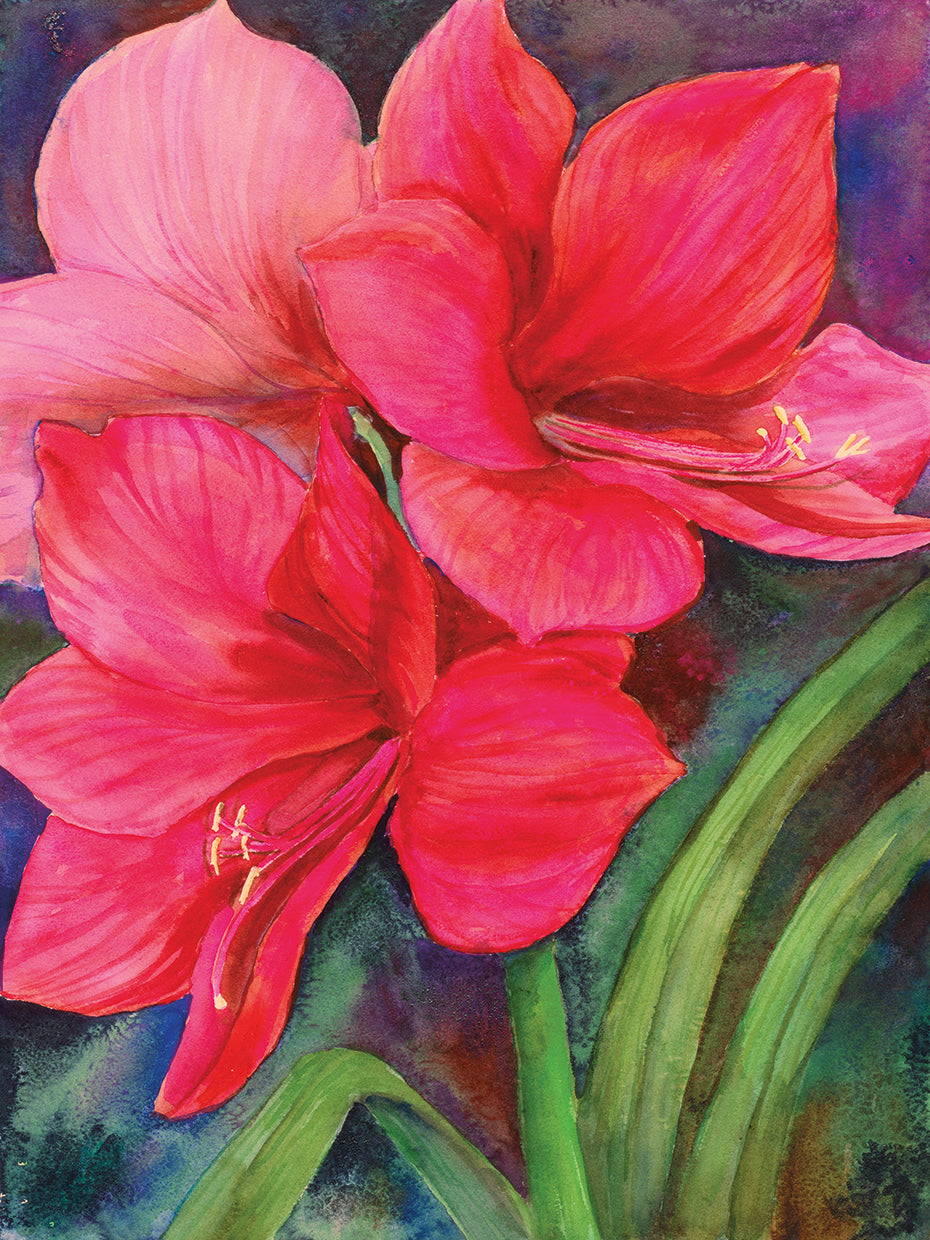 Betty’s Amaryllis