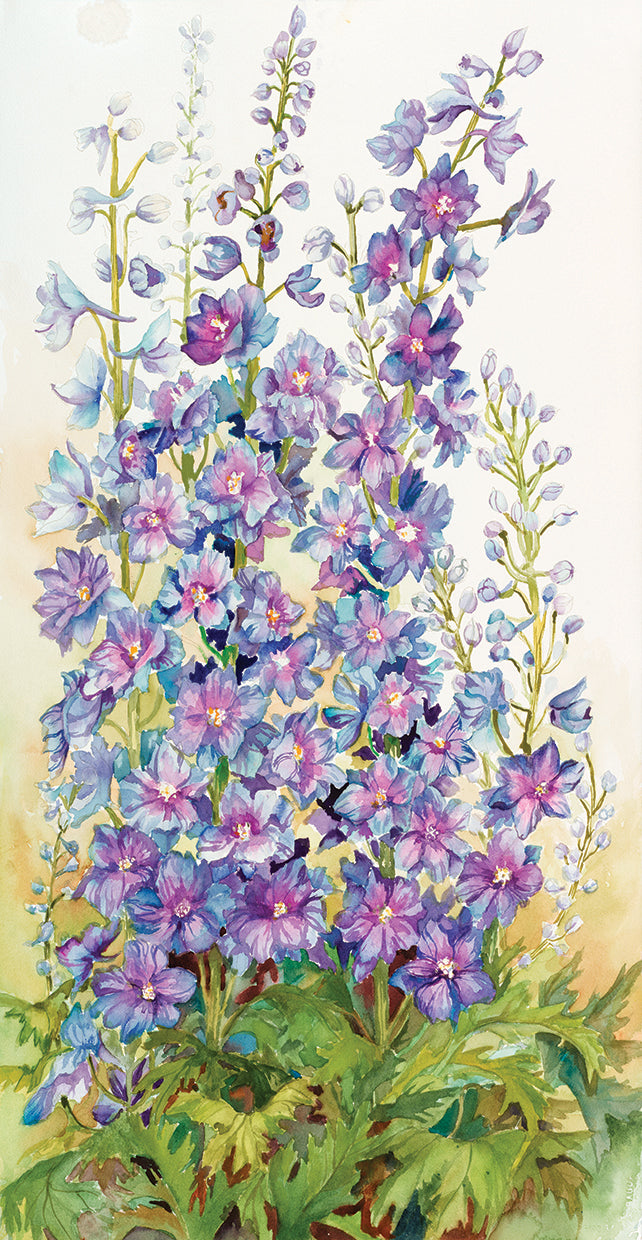Delphinium Cluster