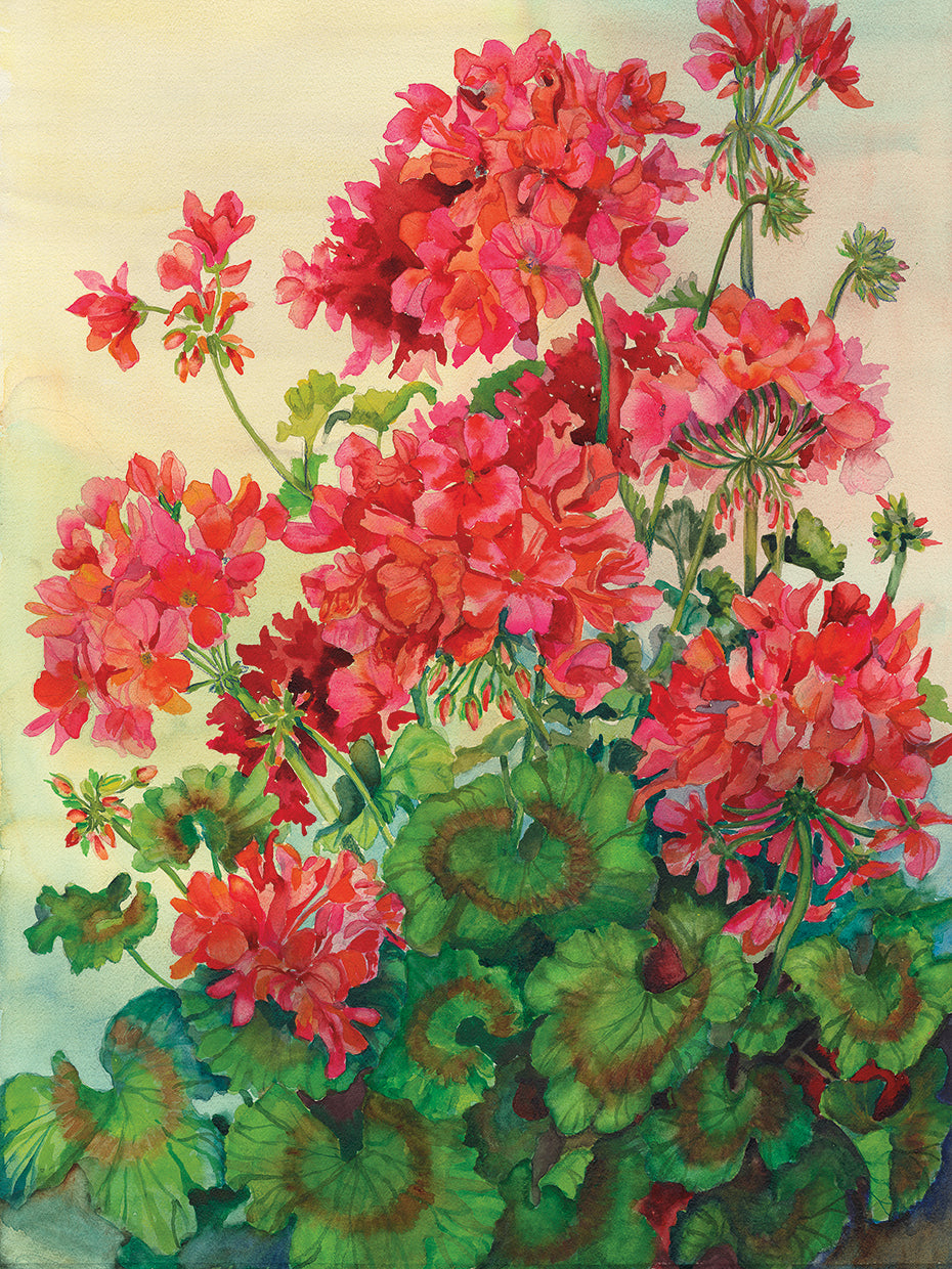 Geraniums