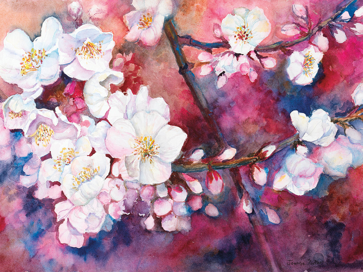 Cherry Blossoms