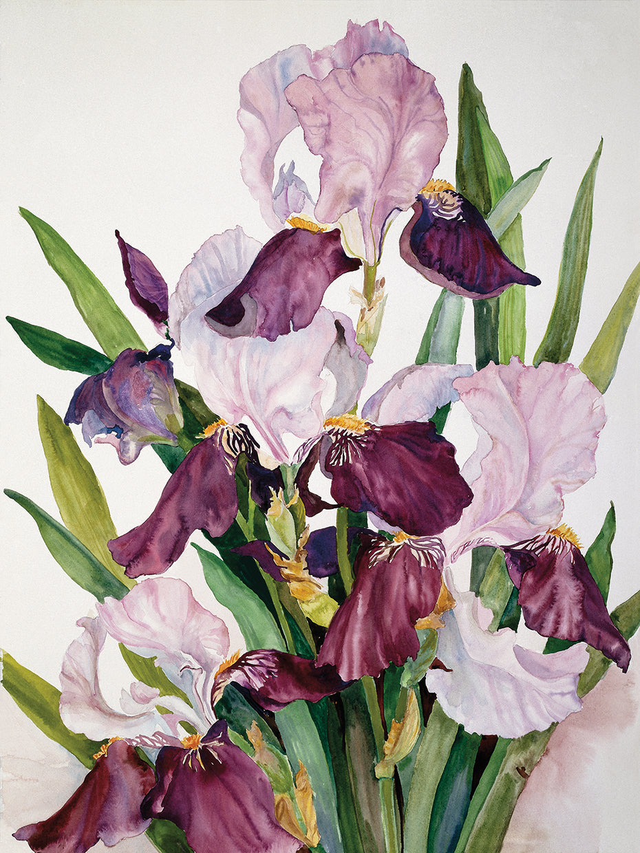 Pink & Maroon Iris