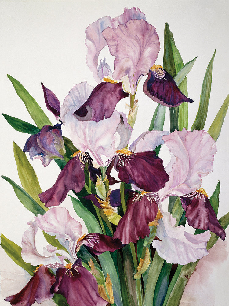 Pink & Maroon Iris