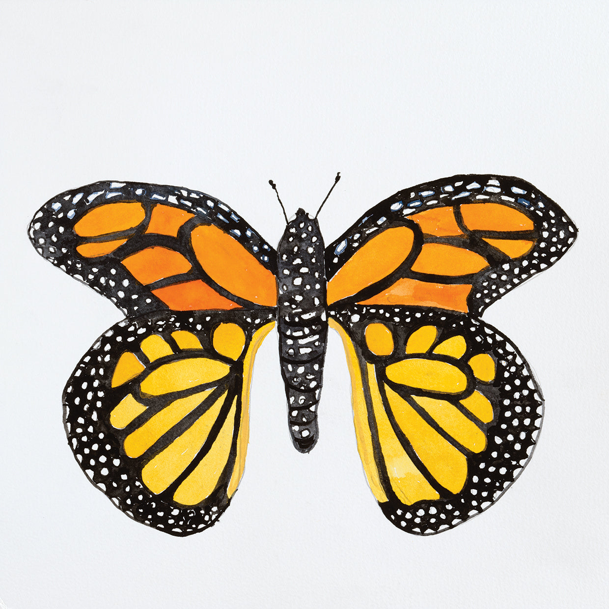 Butterfly Collection Monarch