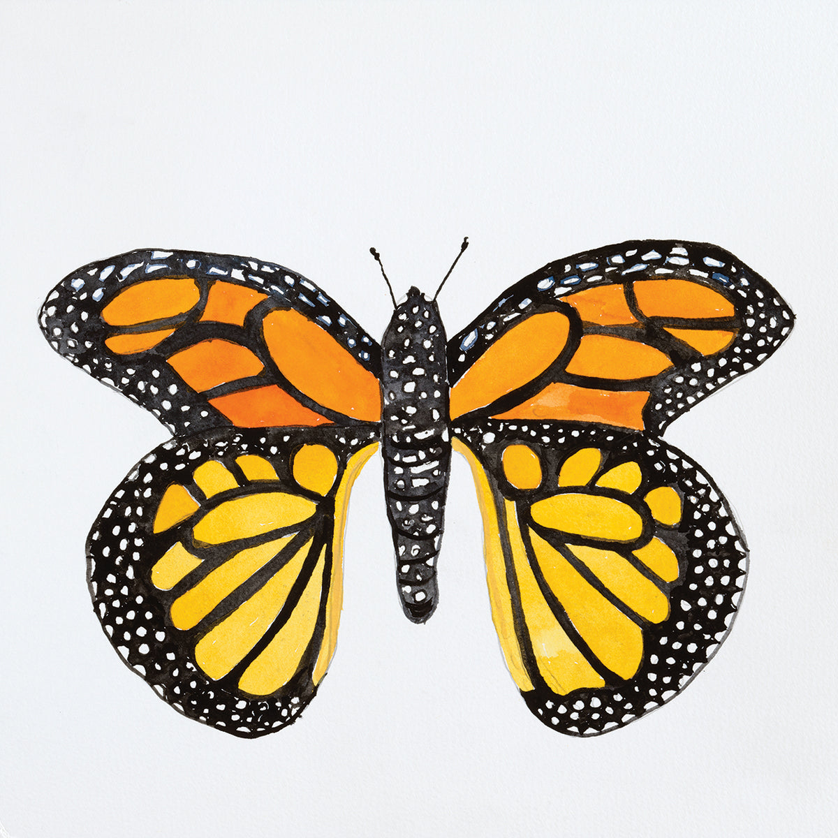 Butterfly Collection Monarch