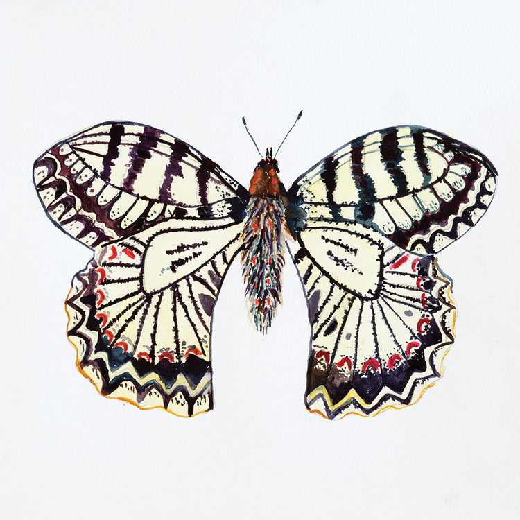 Butterfly Collection Southern Festoon