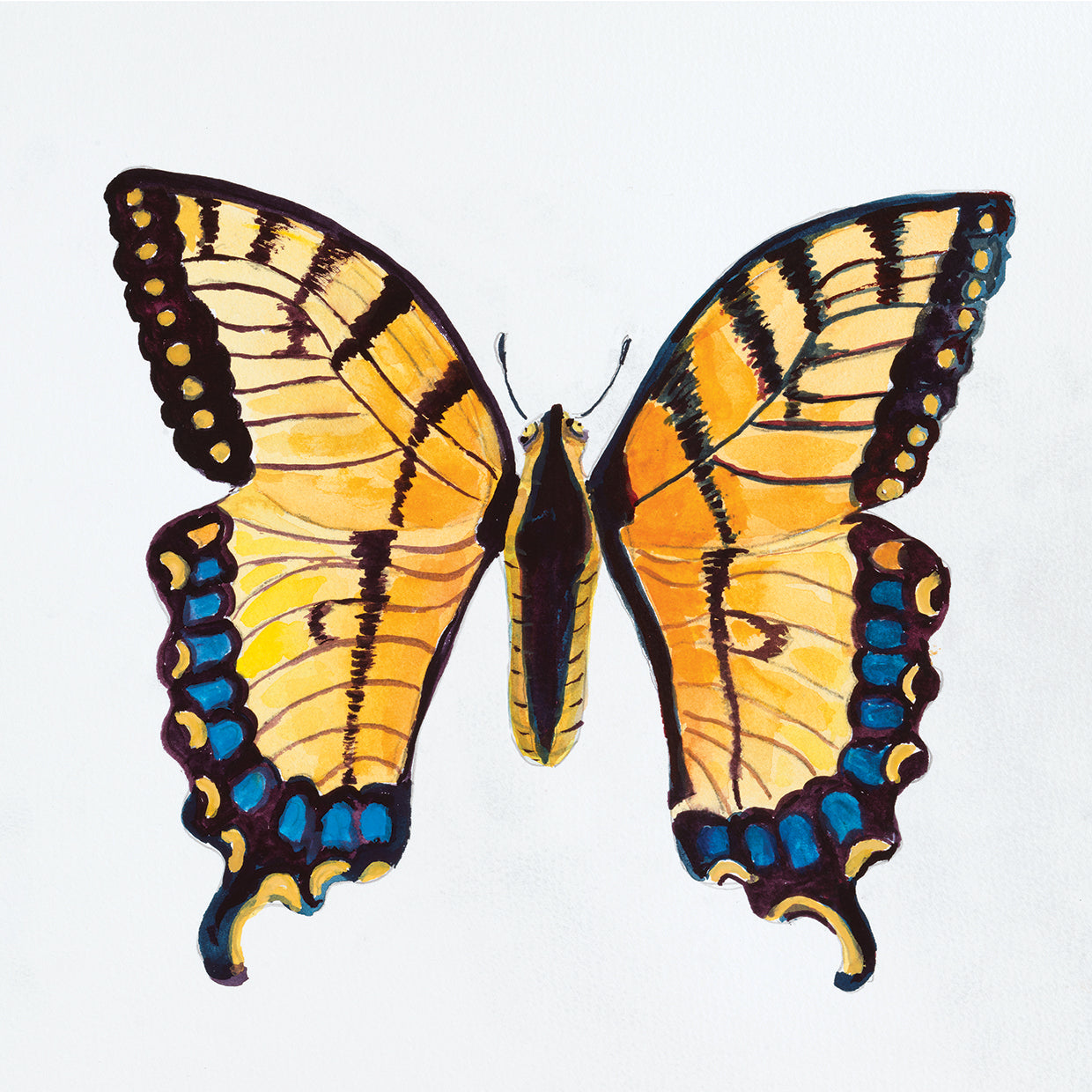 Butterfly Collection The Tiger Swallowtail