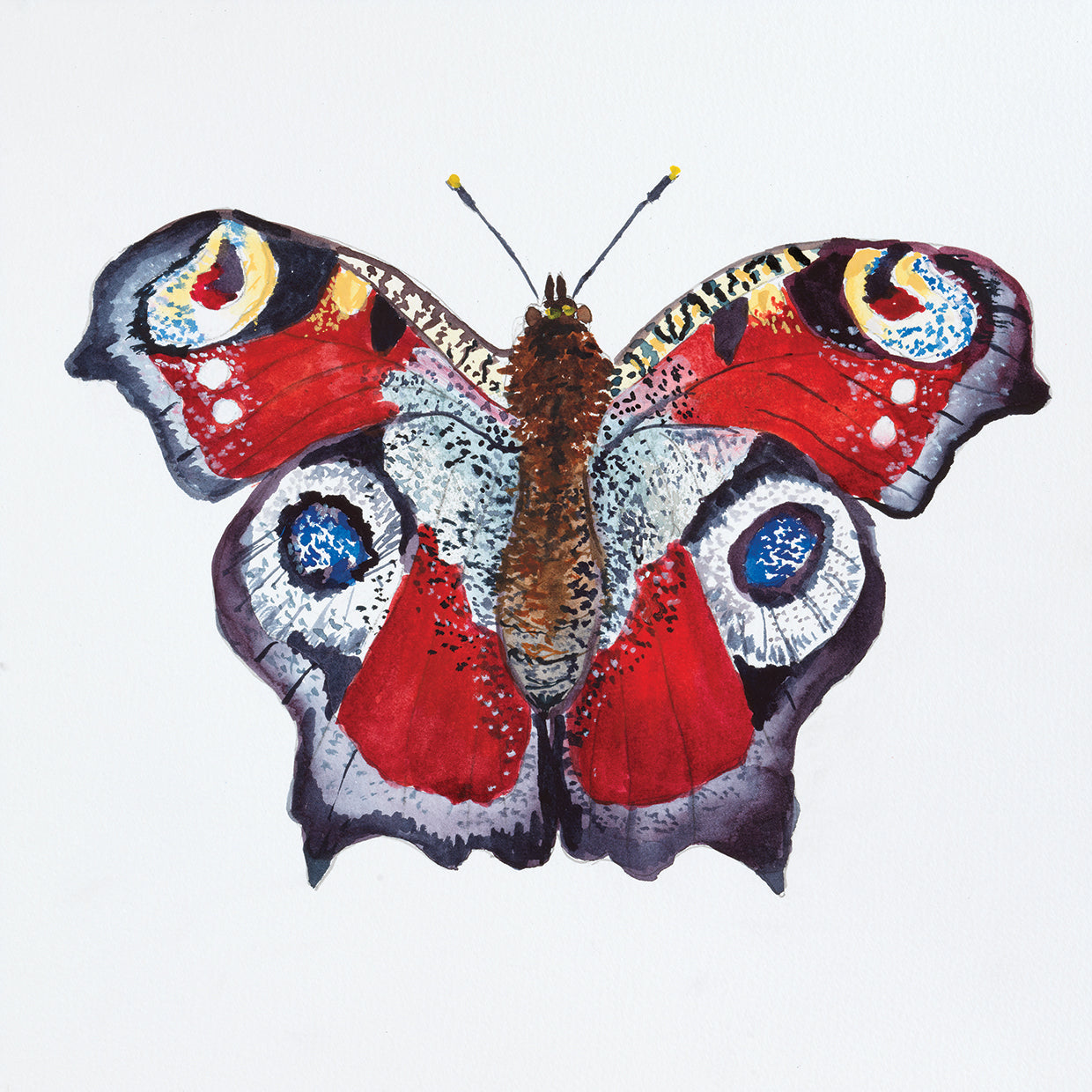 Butterfly Collection Peacocks