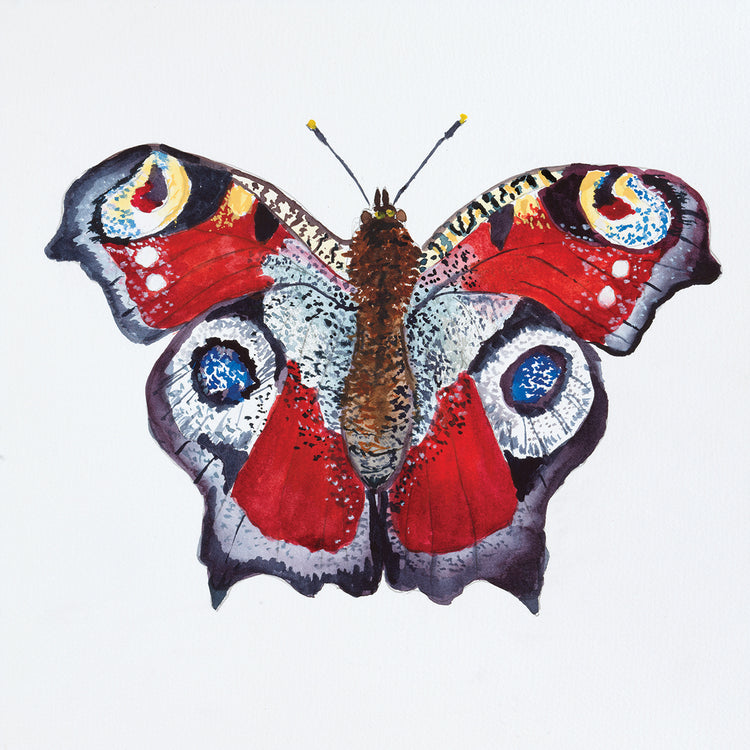 Butterfly Collection Peacocks