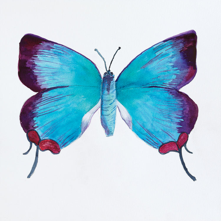 Butterfly Collection Poritia enycinoides