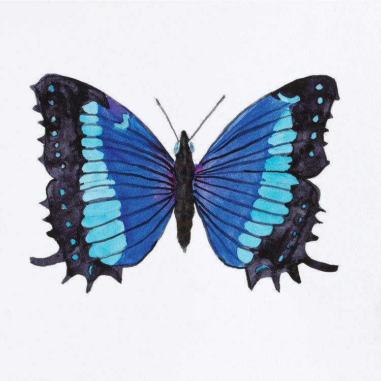 Butterfly Collectio Baeotus-Baeotis