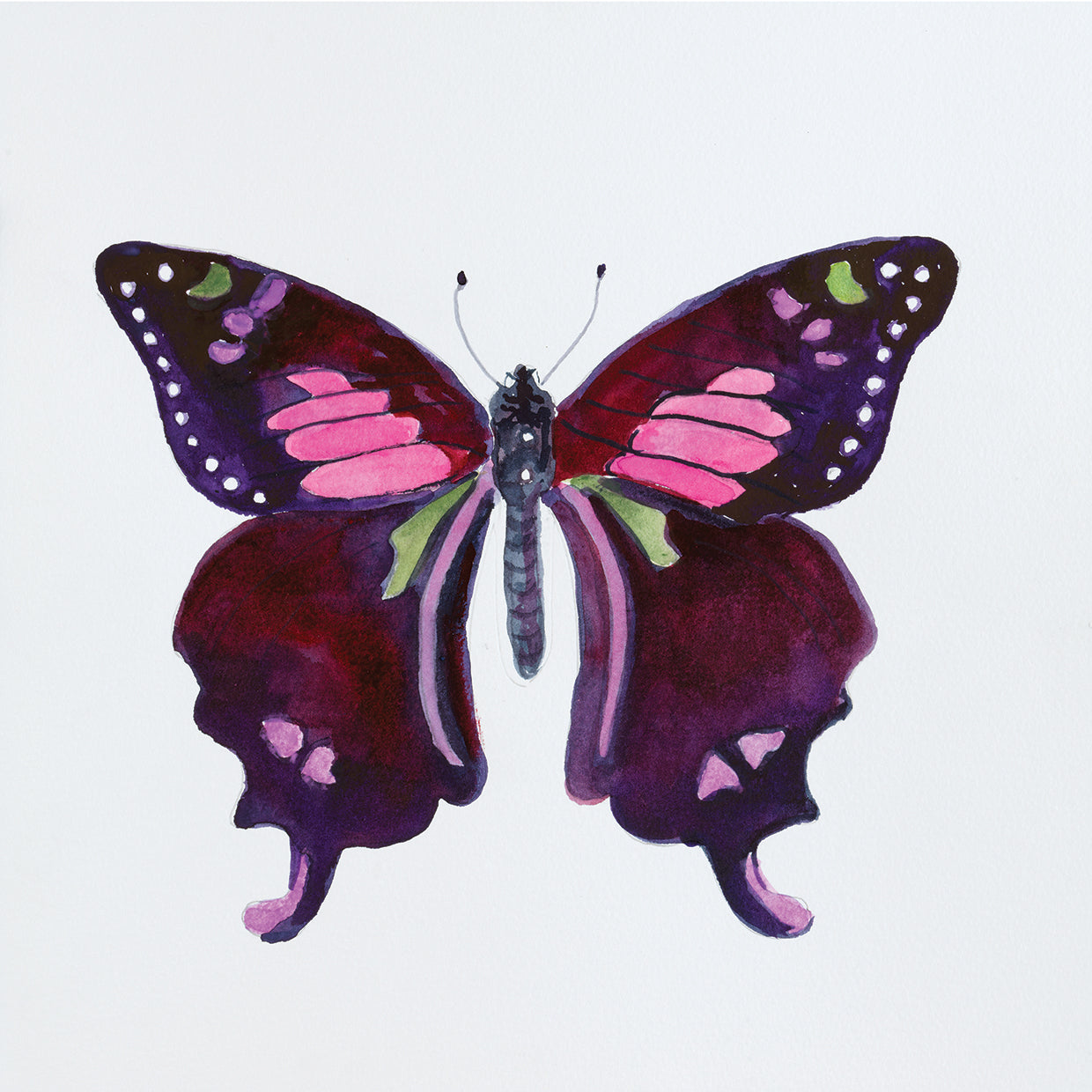 Butterfly Collection Graphium weiskei