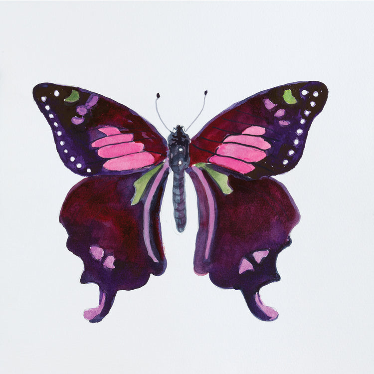 Butterfly Collection Graphium weiskei