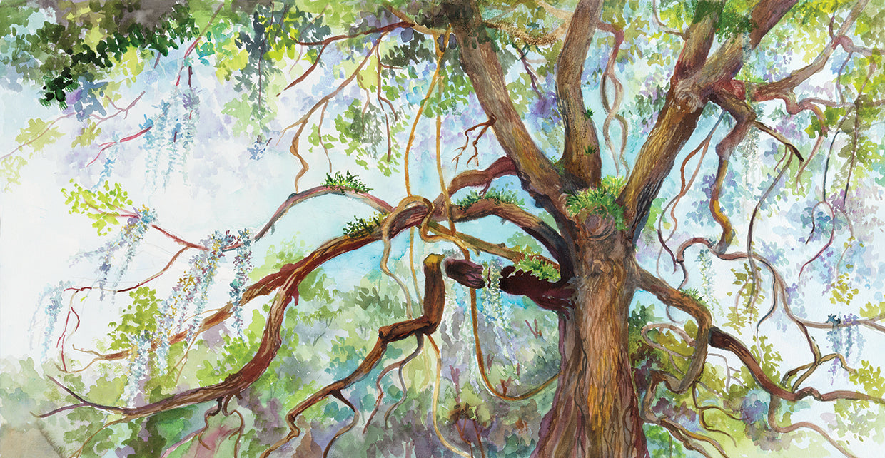 Southern Live Oak Tree