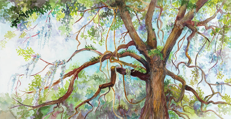 Southern Live Oak Tree