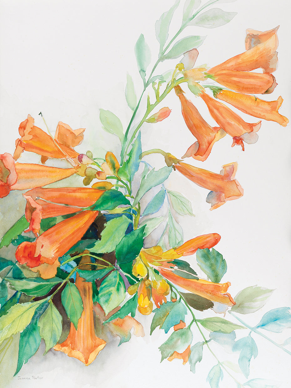 A Spray of Trumpet Vine