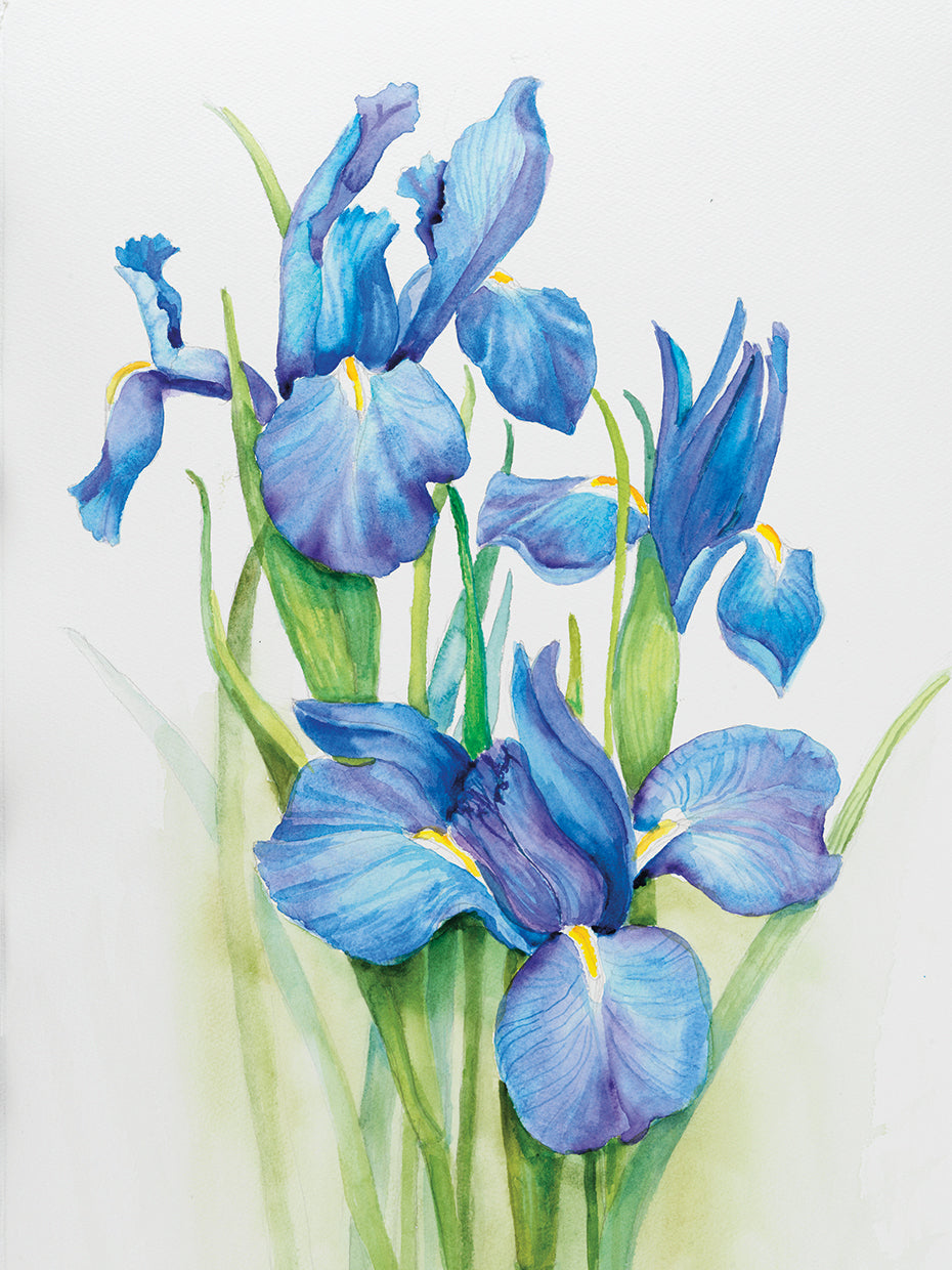 Stems of Blue Iris