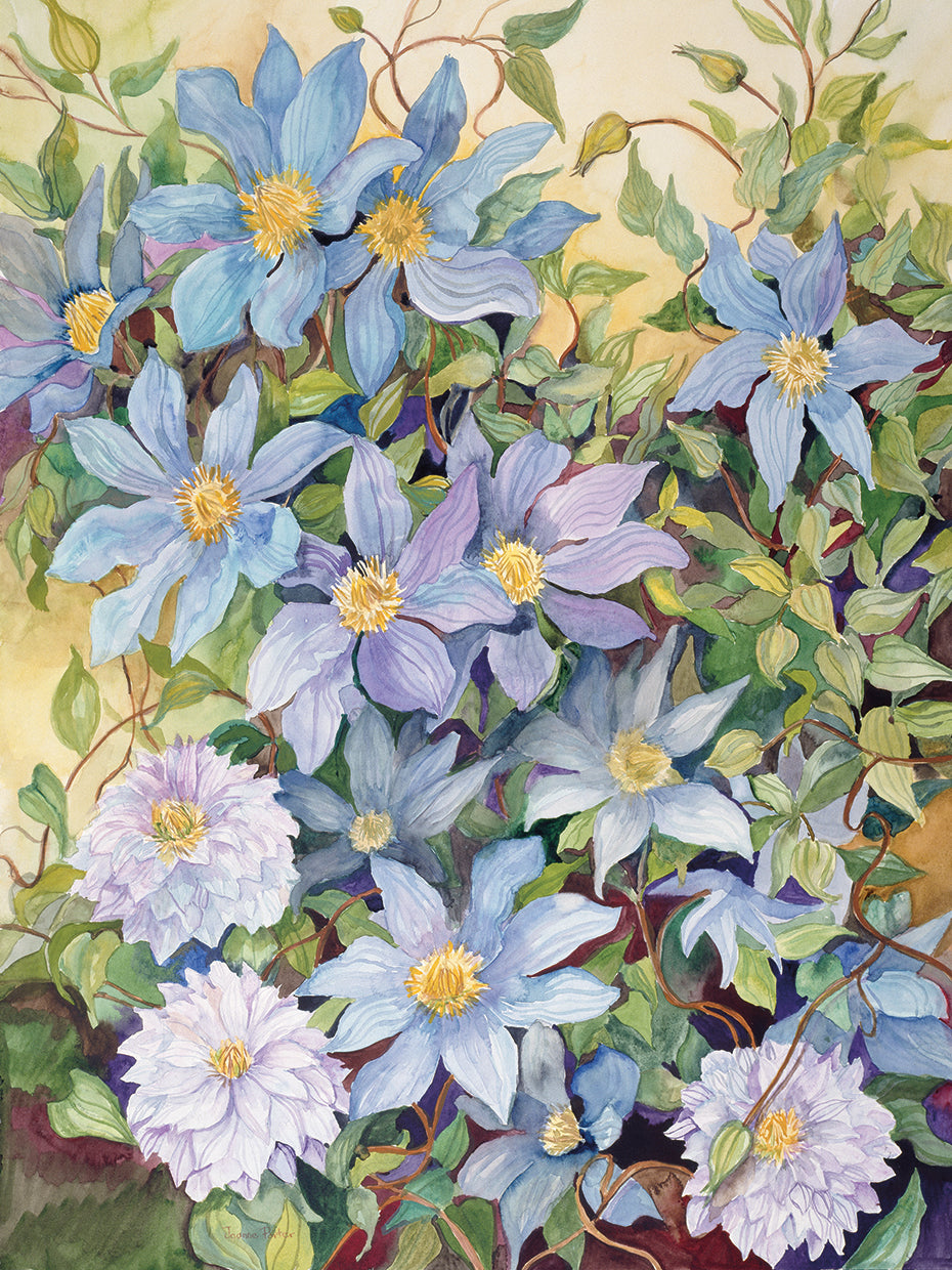 Blue Clematis