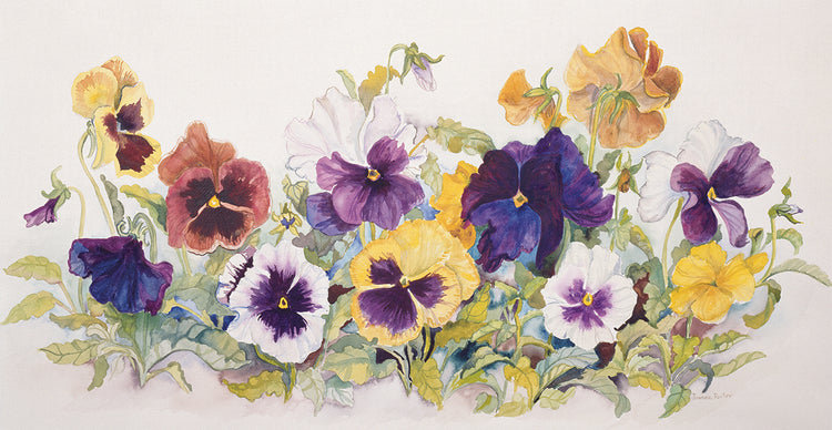 Pansies' Faces