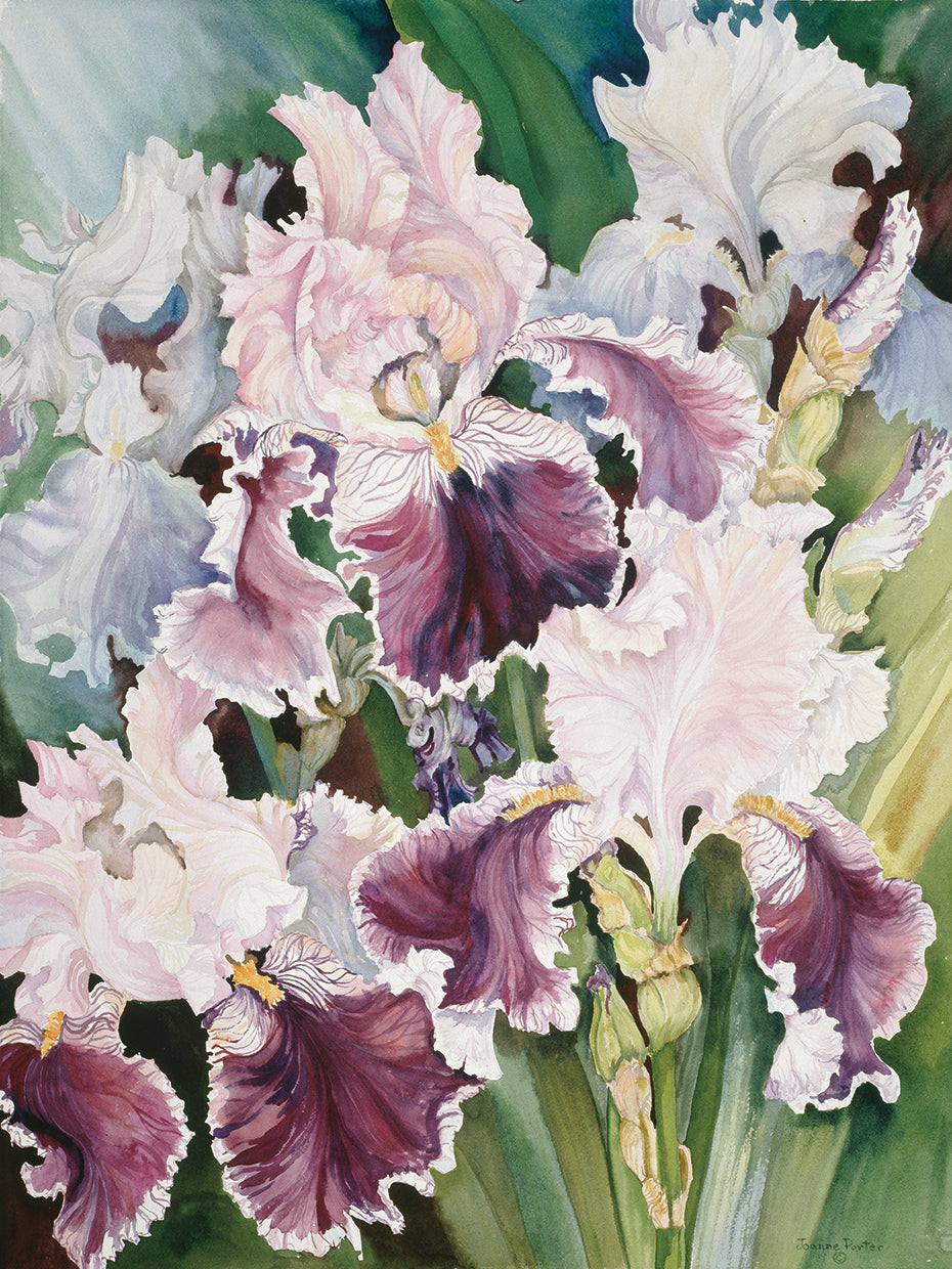 Ruffled Burgundy Iris'