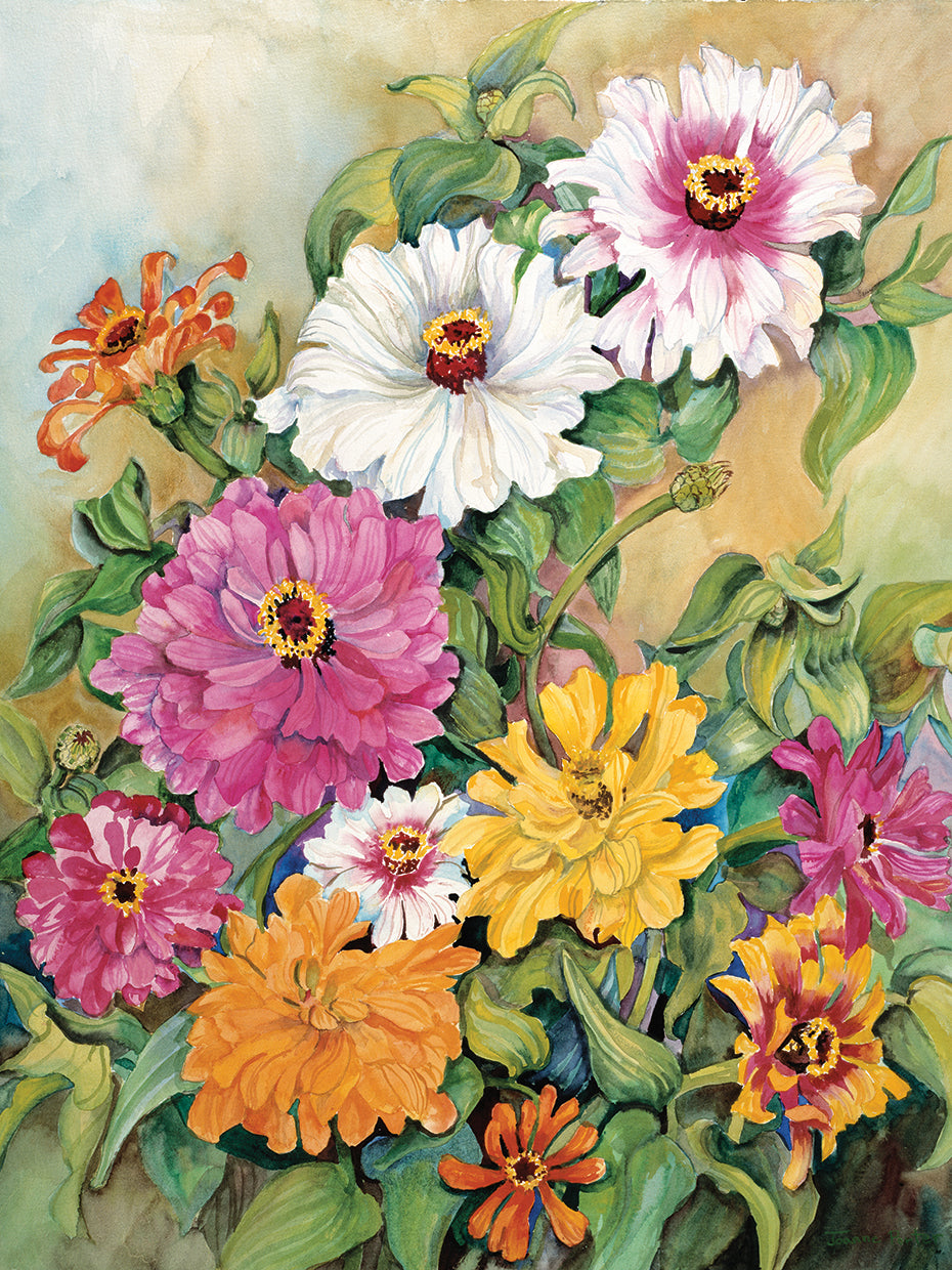 Variegated Zinnias