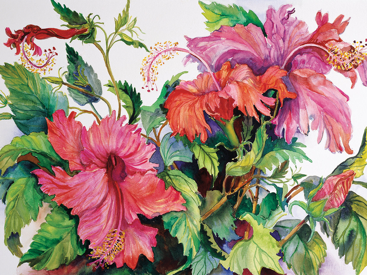 Hibiscus