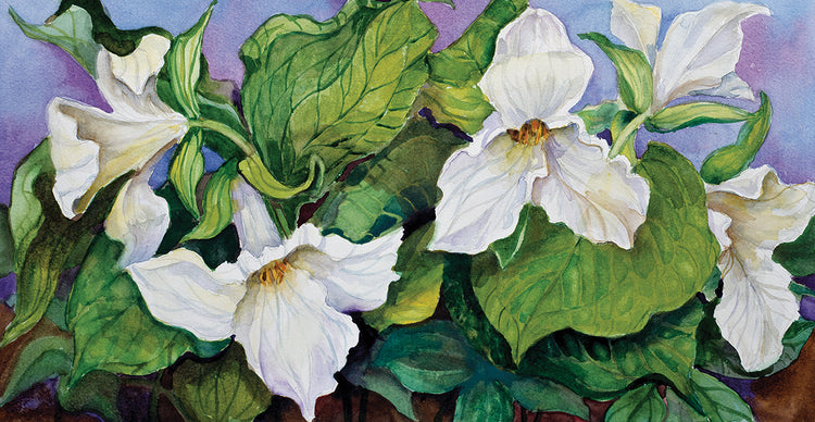 Woodland Trillium B